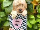 Apricot Toy Poodle Erkek Yavrumuz