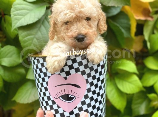 Apricot Toy Poodle Erkek Yavrumuz görsel