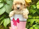 Apricot Kayısı Renk Toy Poodle Yavrularımız