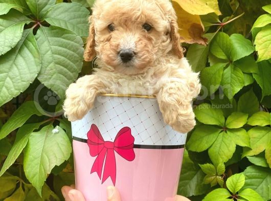 Apricot Kayısı Renk Toy Poodle Yavrularımız görsel