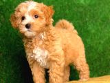 Orjinal F1 Maltipoo Yavrularimiz Saglik Garantili
