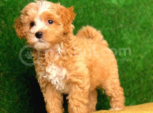 Orjinal F1 Maltipoo Yavrularimiz Saglik Garantili görsel