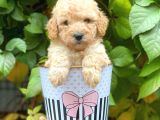 Sevimli Apricot Toy Poodle Yavrularımız