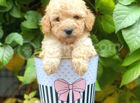Sevimli Apricot Toy Poodle Yavrularımız görsel