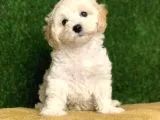 Safkan F1 Maltipoo Yavrularimiz