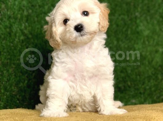 Safkan F1 Maltipoo Yavrularimiz görsel