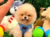 Pomeranian Boo Teacup 800gr
