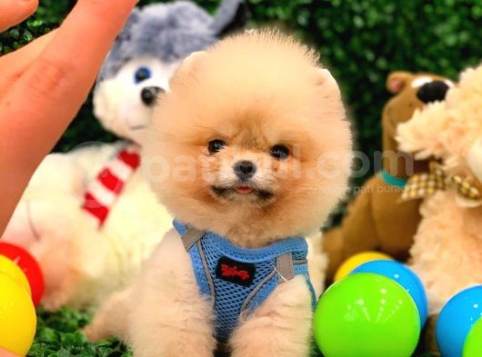 Pomeranian Boo Teacup 800Gr görsel