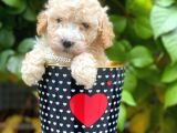Safkan Apricot Toy Poodle Yavrularımız