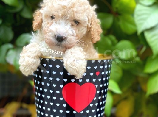 Safkan Apricot Toy Poodle Yavrularımız görsel