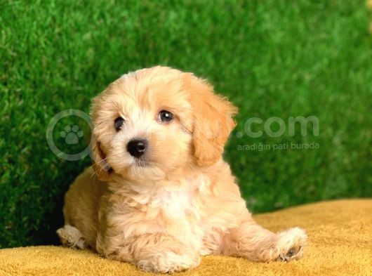 Safkan F1 Maltipoo Yavrularimiz Irk Garantili görsel