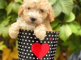 Safkan Apricot Toy Poodle Yavrularımız