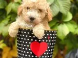 Safkan Apricot Toy Poodle Yavrularımız