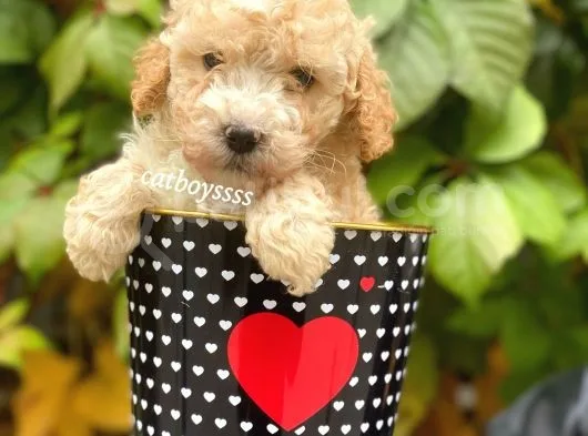 Safkan Apricot Toy Poodle Yavrularımız