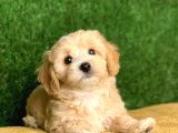 Safkan F1 Maltipoo Yavrularimiz Irk Garantili
