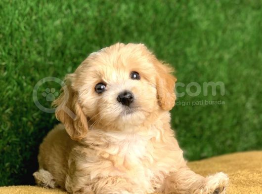 Safkan F1 Maltipoo Yavrularimiz Irk Garantili görsel