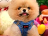 Pomeranian Boo Teacup 800Gr
