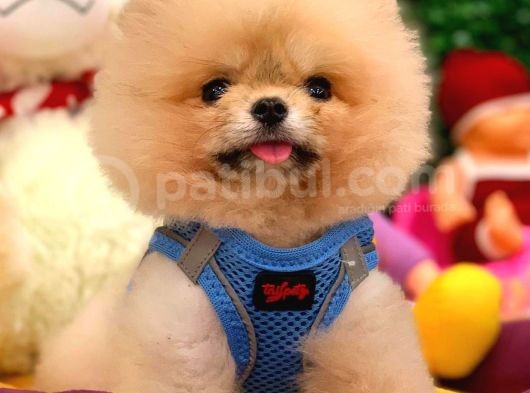 Pomeranian Boo Teacup 800Gr görsel