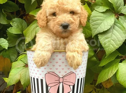 Sevimli Apricot Toy Poodle Yavrularımız