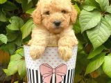 Sevimli Apricot Toy Poodle Yavrularımız