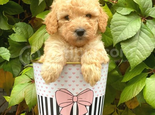 Sevimli Apricot Toy Poodle Yavrularımız görsel