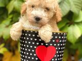 Safkan Apricot Toy Poodle Yavrularımız