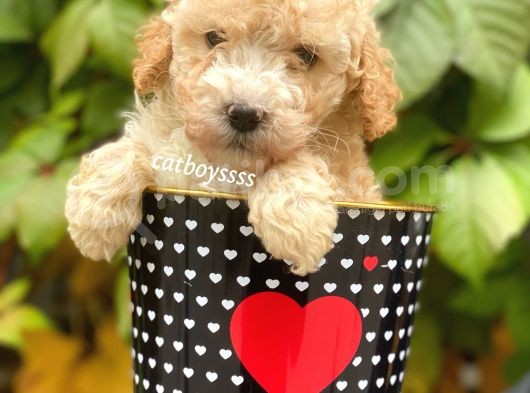 Safkan Apricot Toy Poodle Yavrularımız görsel