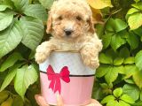 Apricot Kayısı Renk Toy Poodle Yavrularımız