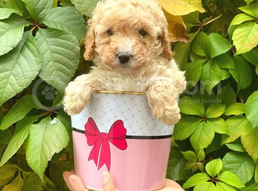 Apricot Kayısı Renk Toy Poodle Yavrularımız görsel