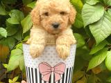 Sevimli Apricot Toy Poodle Yavrularımız