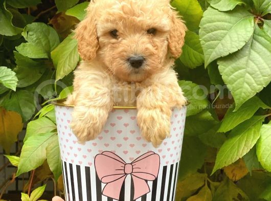 Sevimli Apricot Toy Poodle Yavrularımız görsel