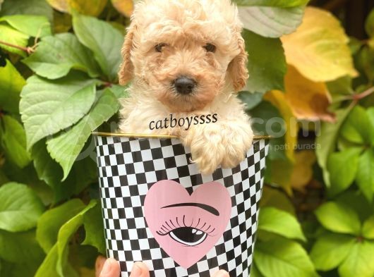 Apricot Toy Poodle Erkek Yavrumuz görsel