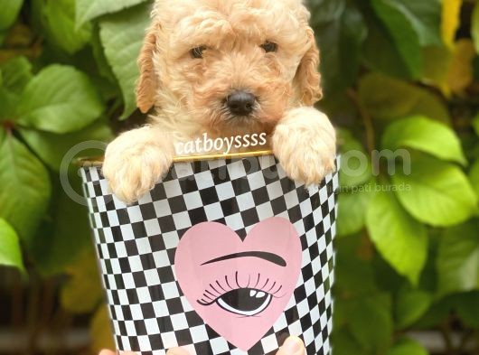 Apricot Toy Poodle Erkek Yavrumuz görsel