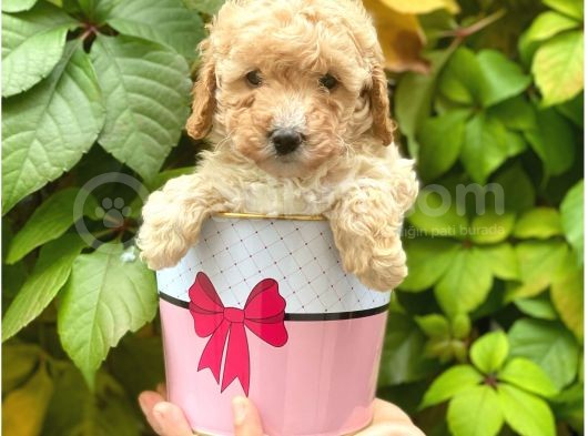 Apricot Kayısı Renk Toy Poodle Yavrularımız görsel