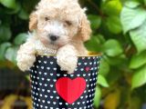 Safkan Apricot Toy Poodle Yavrularımız