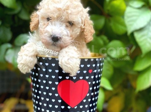 Safkan Apricot Toy Poodle Yavrularımız görsel