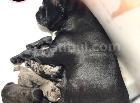 Merle Ve Black Yavrular görsel