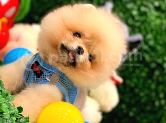 Pomeranian Boo Teacup 800Gr görsel