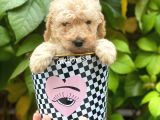 Apricot Toy Poodle Erkek Yavrumuz