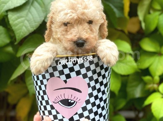Apricot Toy Poodle Erkek Yavrumuz görsel