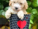 Safkan Apricot Toy Poodle Yavrularımız
