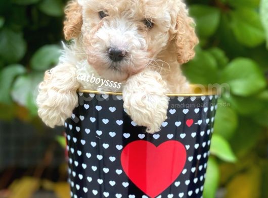 Safkan Apricot Toy Poodle Yavrularımız görsel