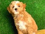 Orjinal F1 Maltipoo Yavrularimiz Saglik Garantili