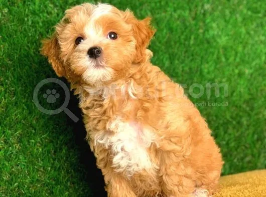 Orjinal F1 Maltipoo Yavrularimiz Saglik Garantili
