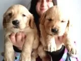 Irkının İyisi Golden Yavru