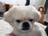 Pekines Erkek