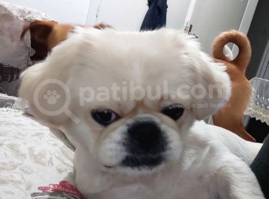 Pekines Erkek görsel