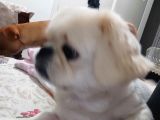 Pekines Erkek