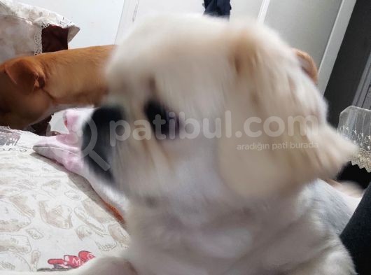 Pekines Erkek görsel