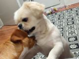 Pekines Erkek